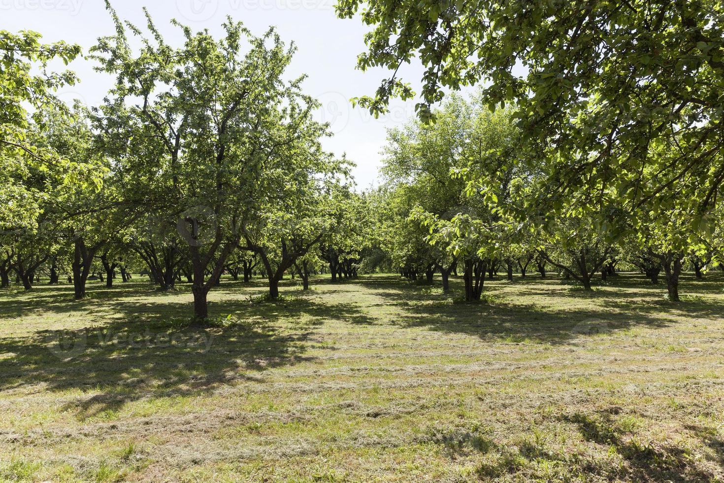 rows of trees photo