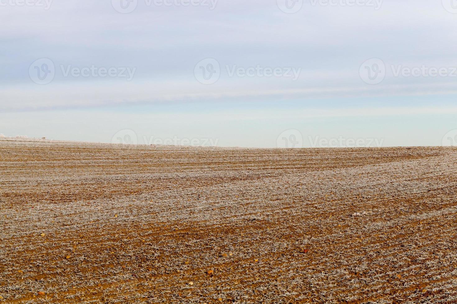 wheat field in white frost photo