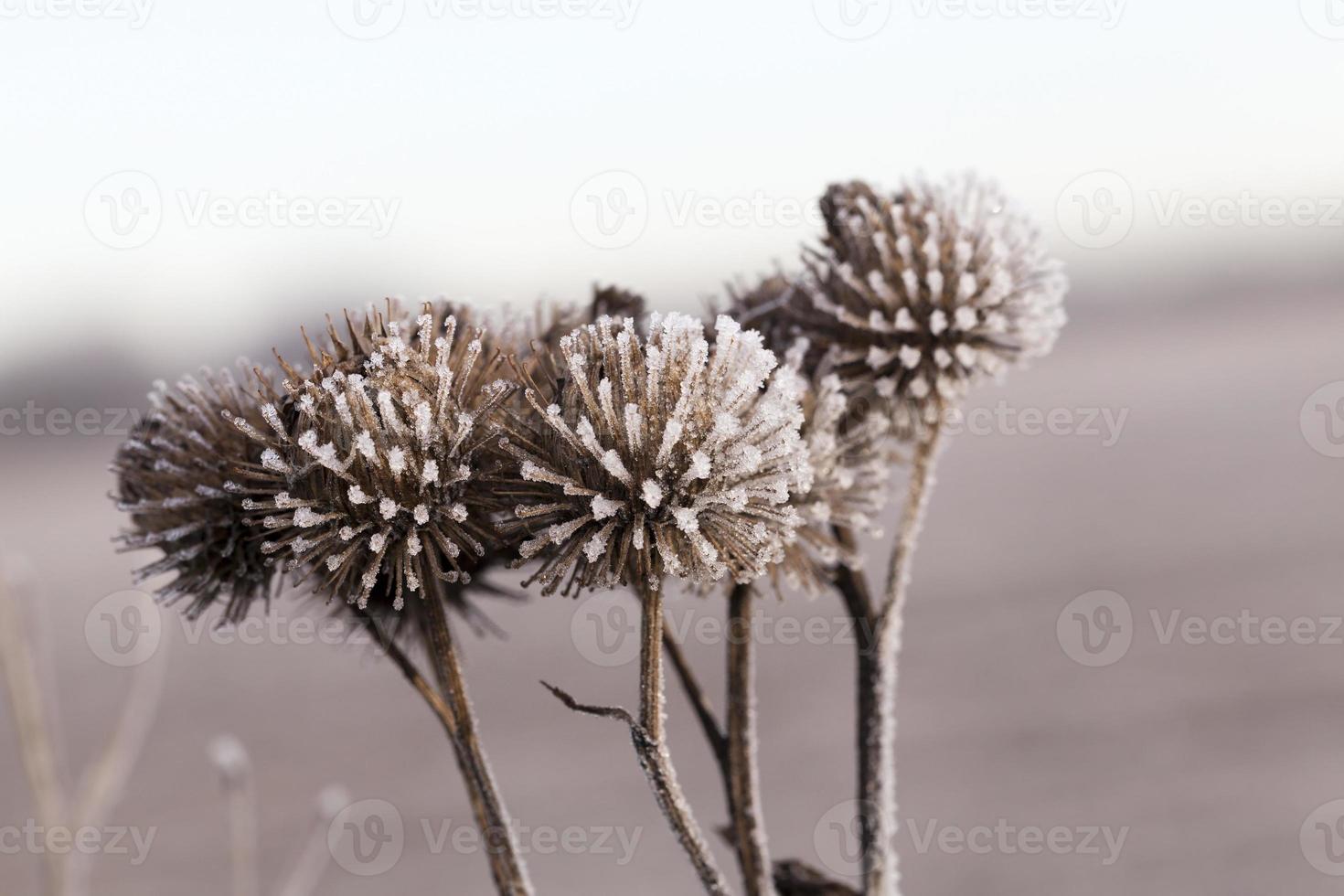 white frost, close up photo