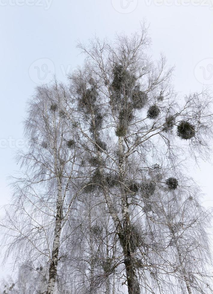 tops of birch photo