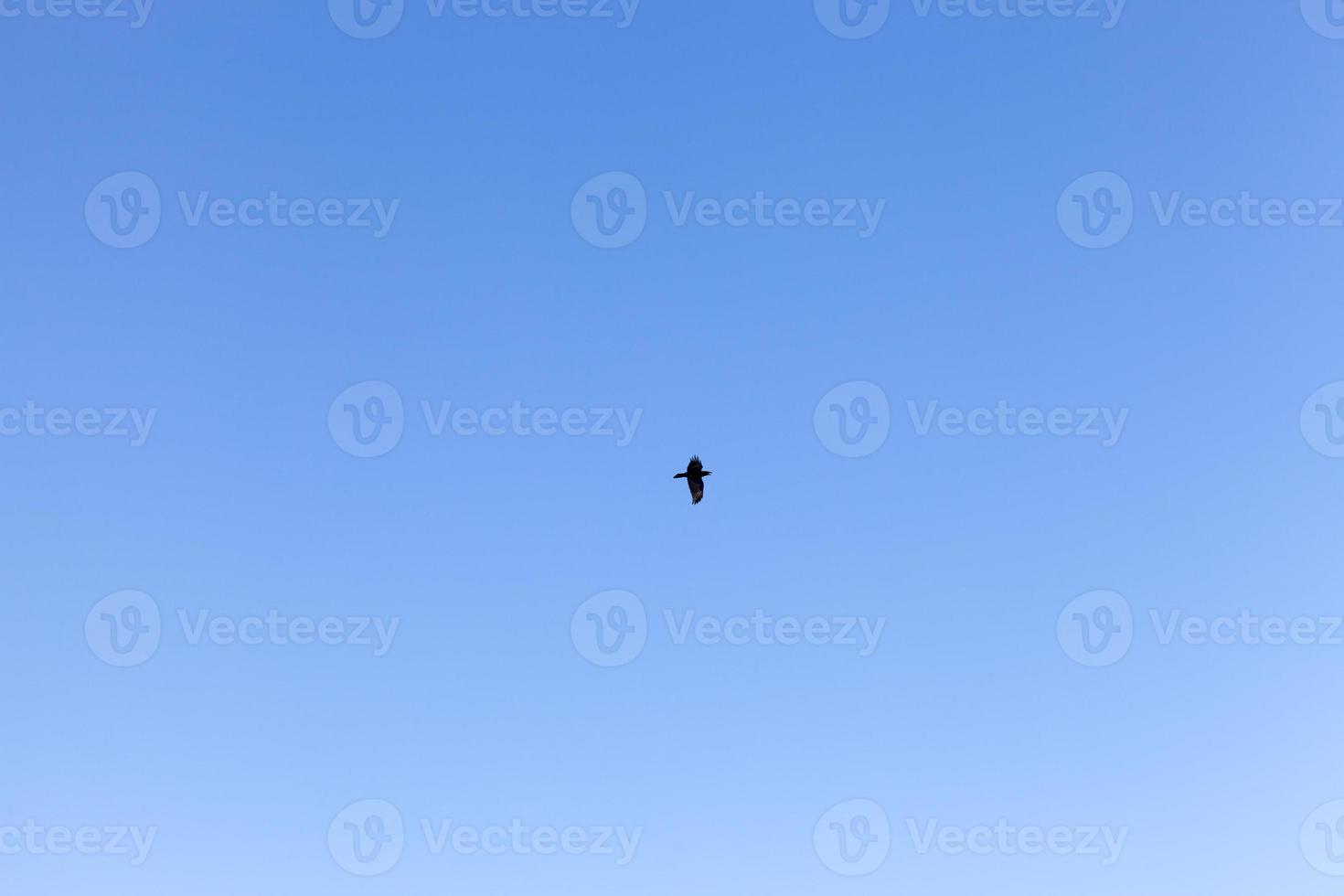 silhouette of a lonely bird photo