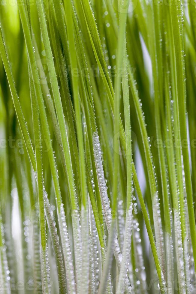 densely sprouted green wheat photo