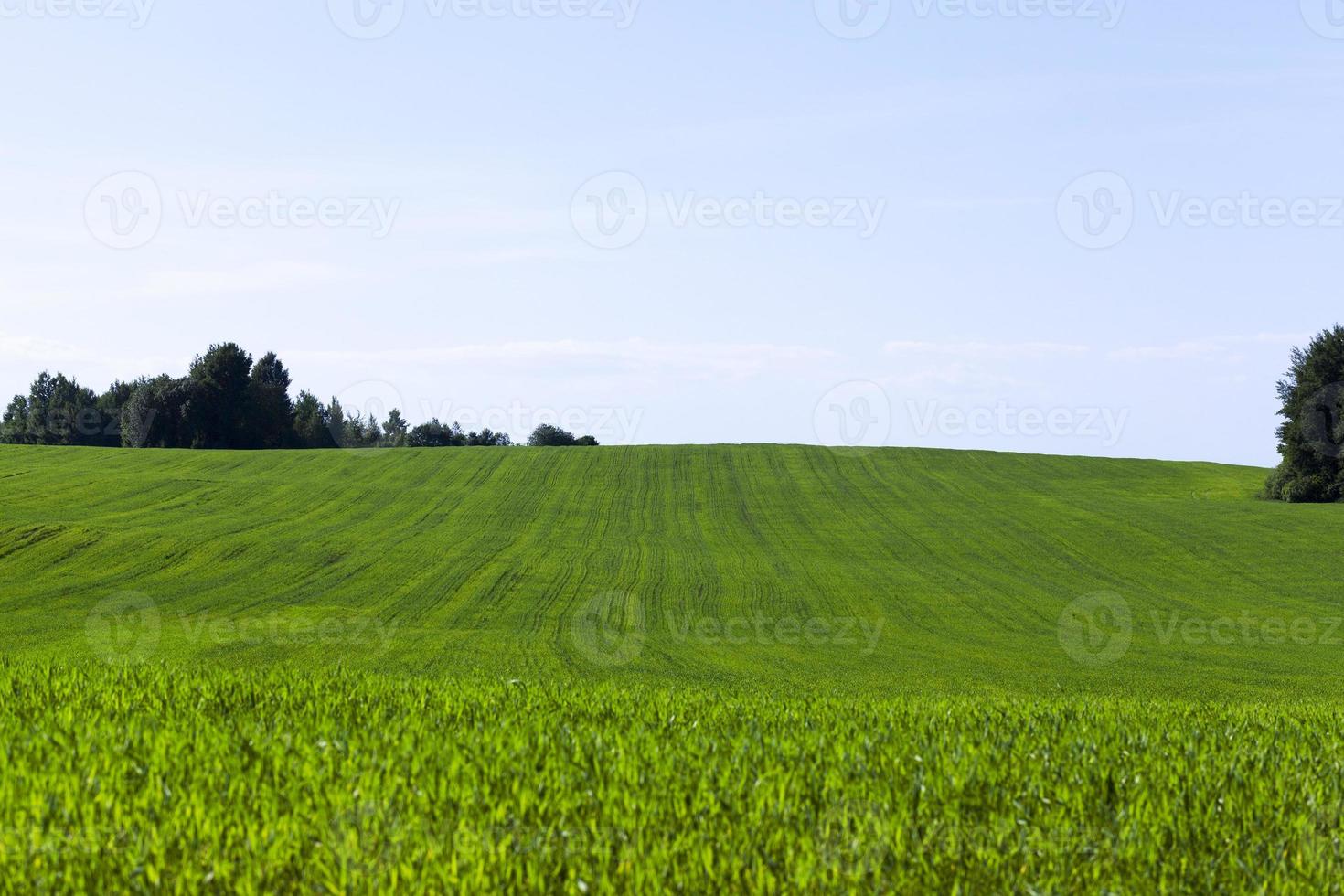 green sprouts of wheat photo