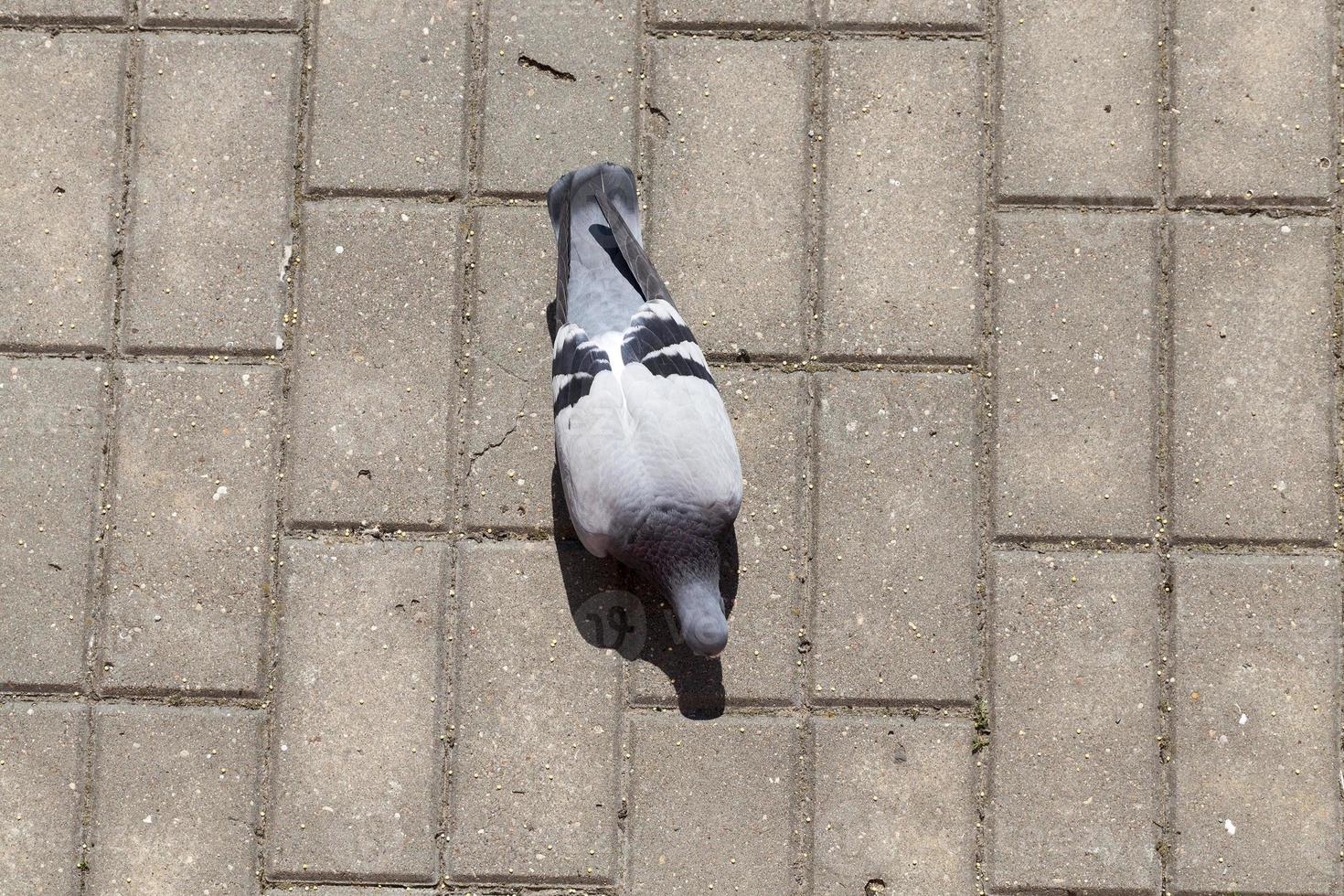 feeding pigeon, close up photo