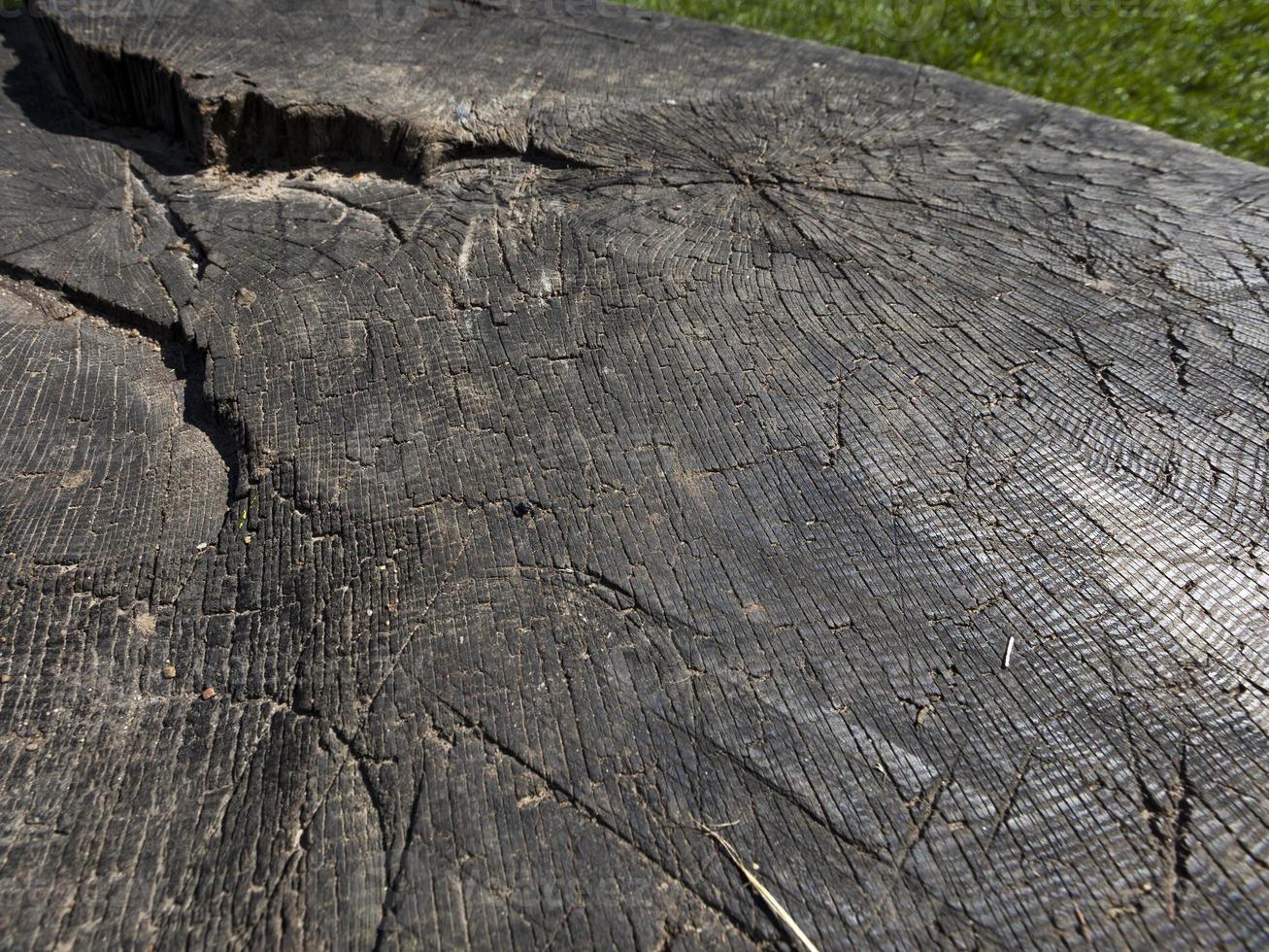 old stump, close up photo