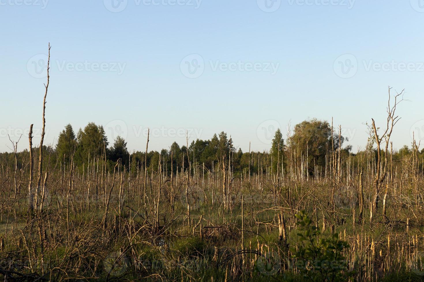 artificial swamp, close up photo