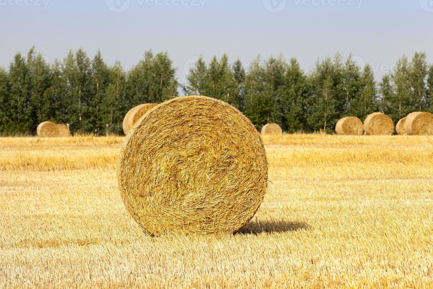 cylindrical straw stacks photo