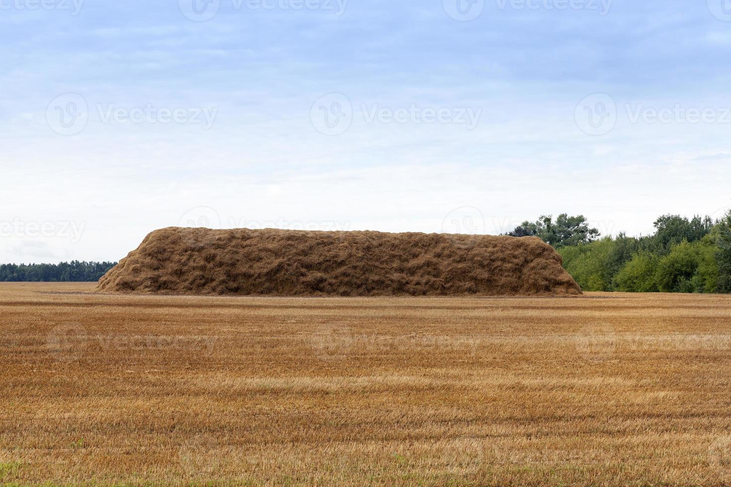 long stack of straw photo