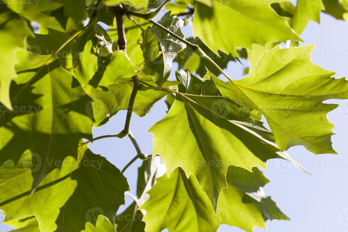 maple foliage, close up photo