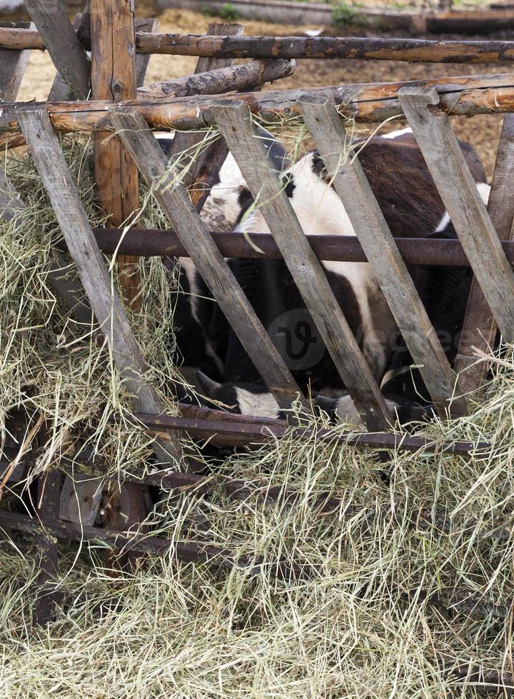 old wooden feeder photo