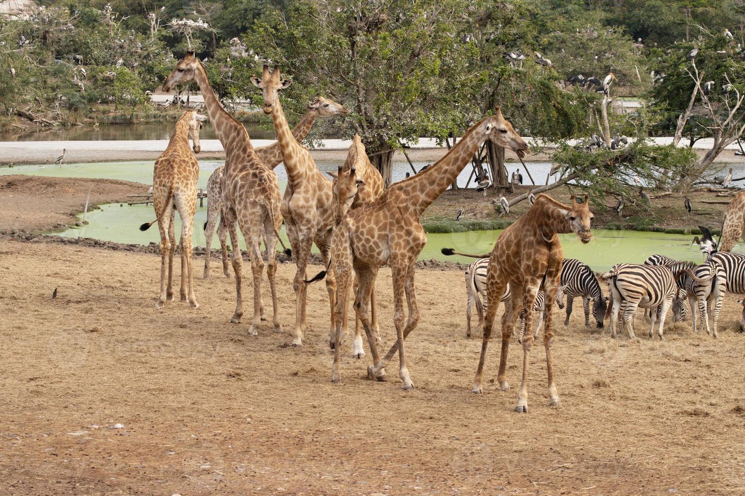 un grupo de jirafas y usan sus largos cuellos para alcanzar las hojas, se pueden encontrar en las llanuras africanas foto