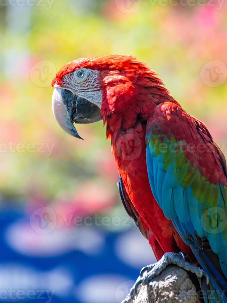 Red Macaw standing on a branch with green background photo