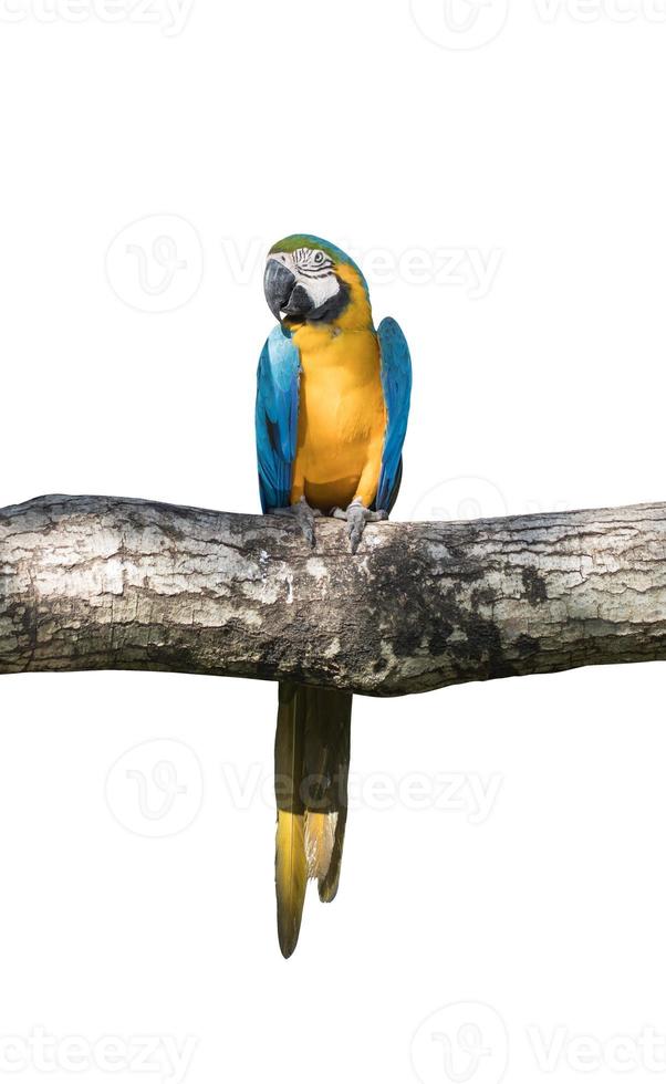 Bird Blue-and-yellow macaw standing on branches of tree isolated white background photo