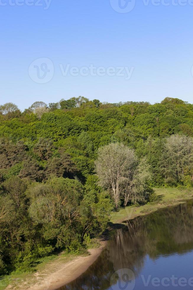 tree near the river photo