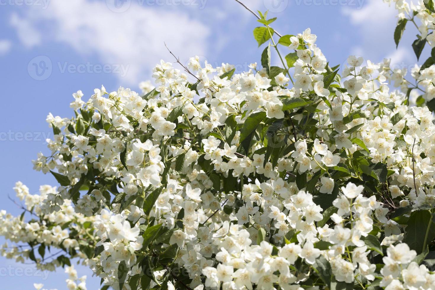 white pure petal of jasmine photo