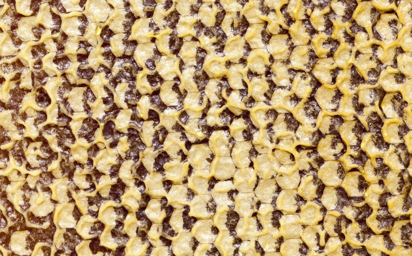 closed honeycombs, close up photo