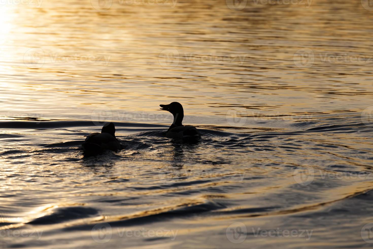 waterfowl ducks in spring or summer, waterfowl wild birds photo