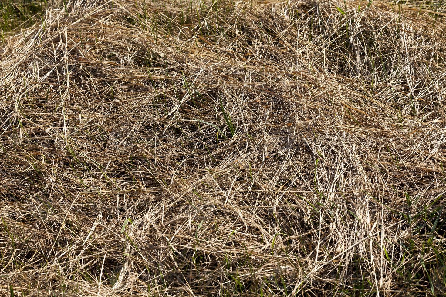 mown and dried grass for animal feed photo