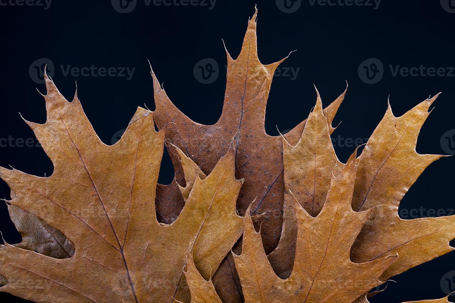 dry tree leaves, stacked together photo