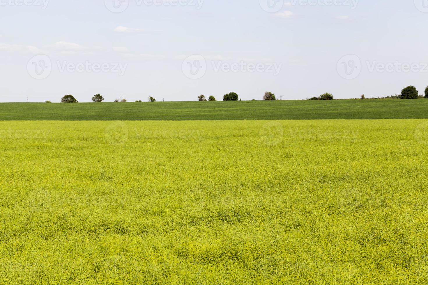 campo agrícola con colza marchita foto