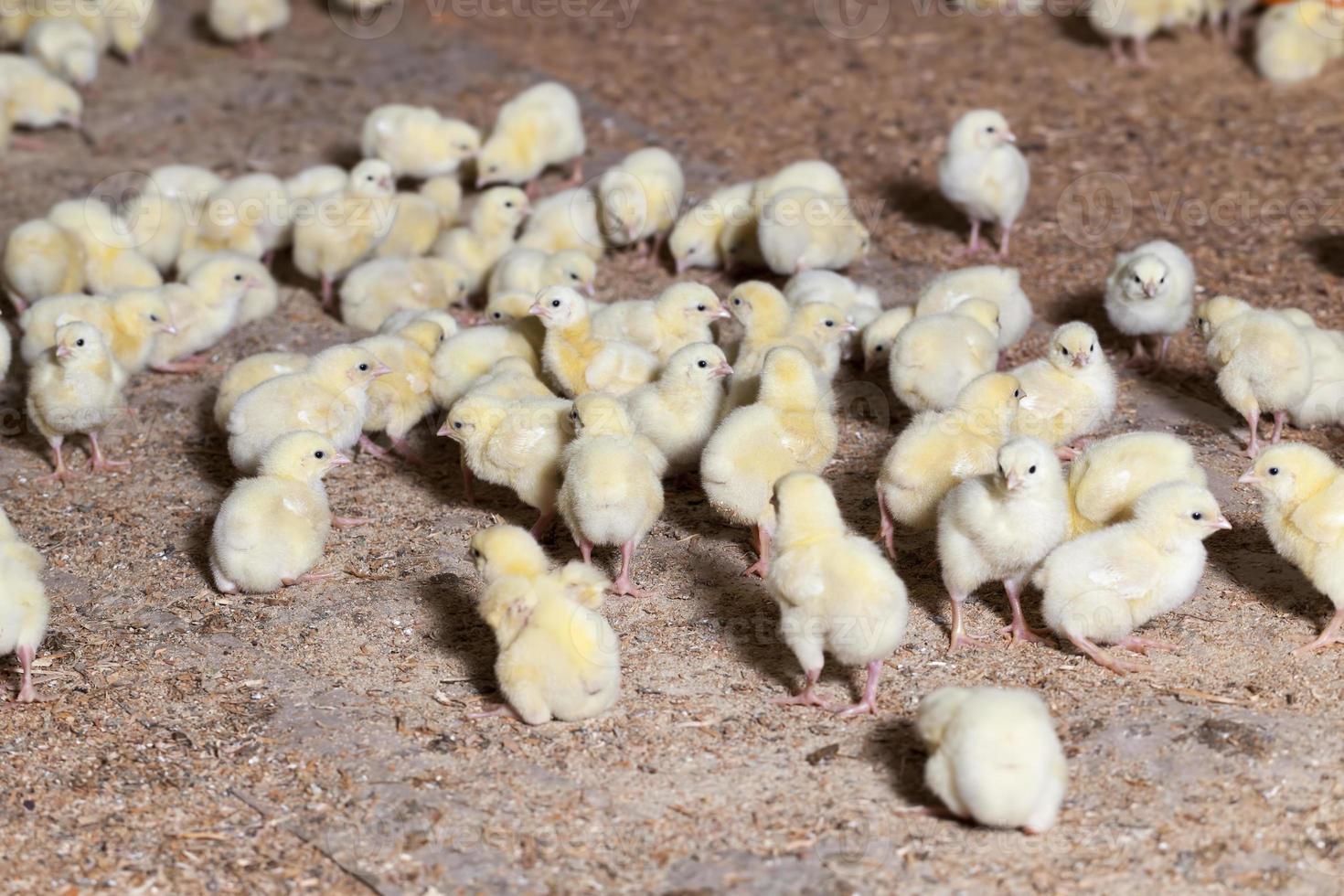 pollitos de pollo en una granja avícola, de cerca foto
