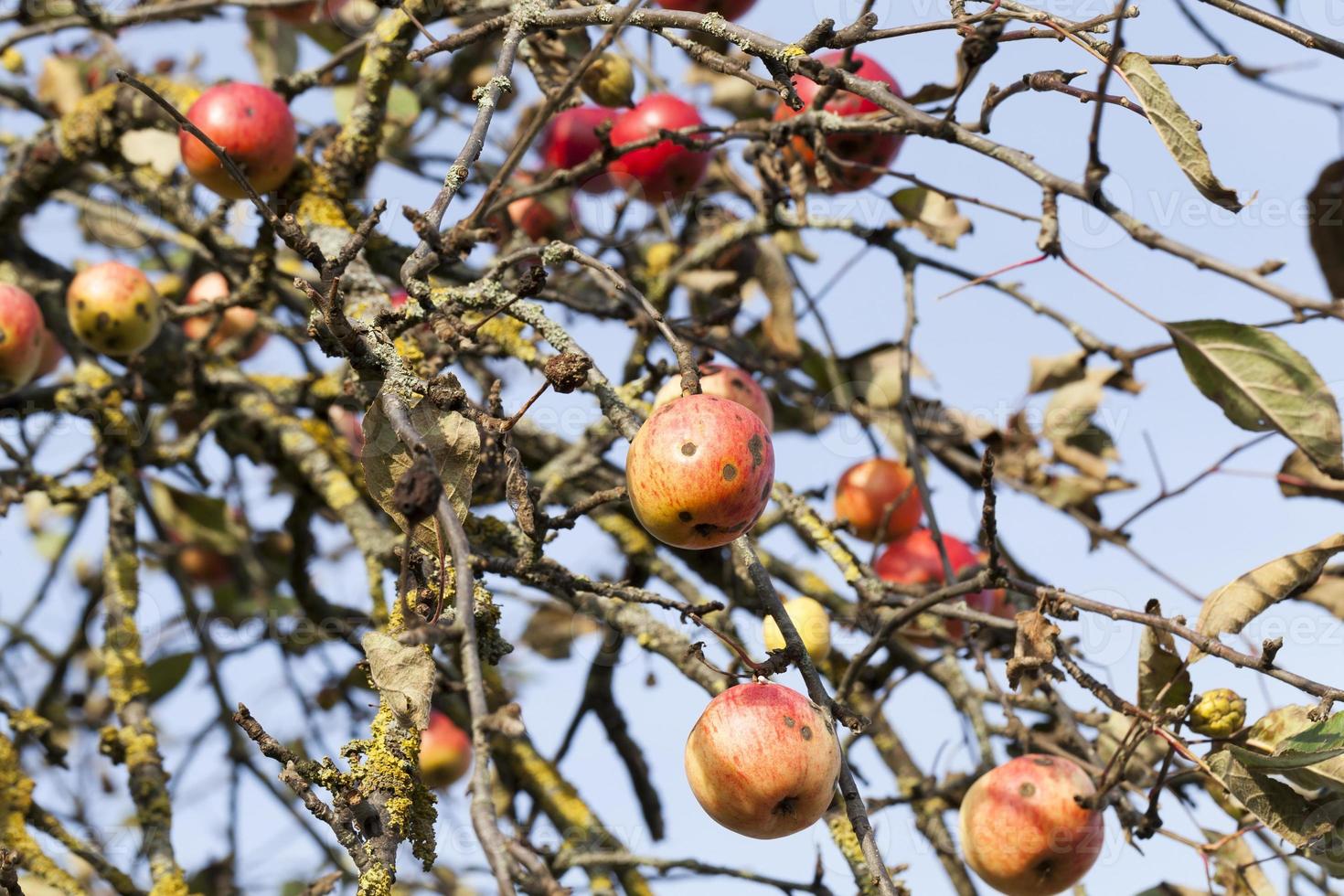 red apples on the branches photo