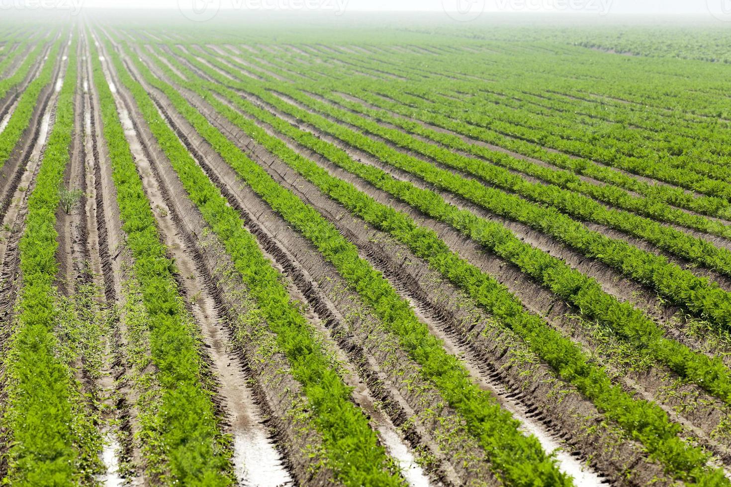 Field with carrot photo