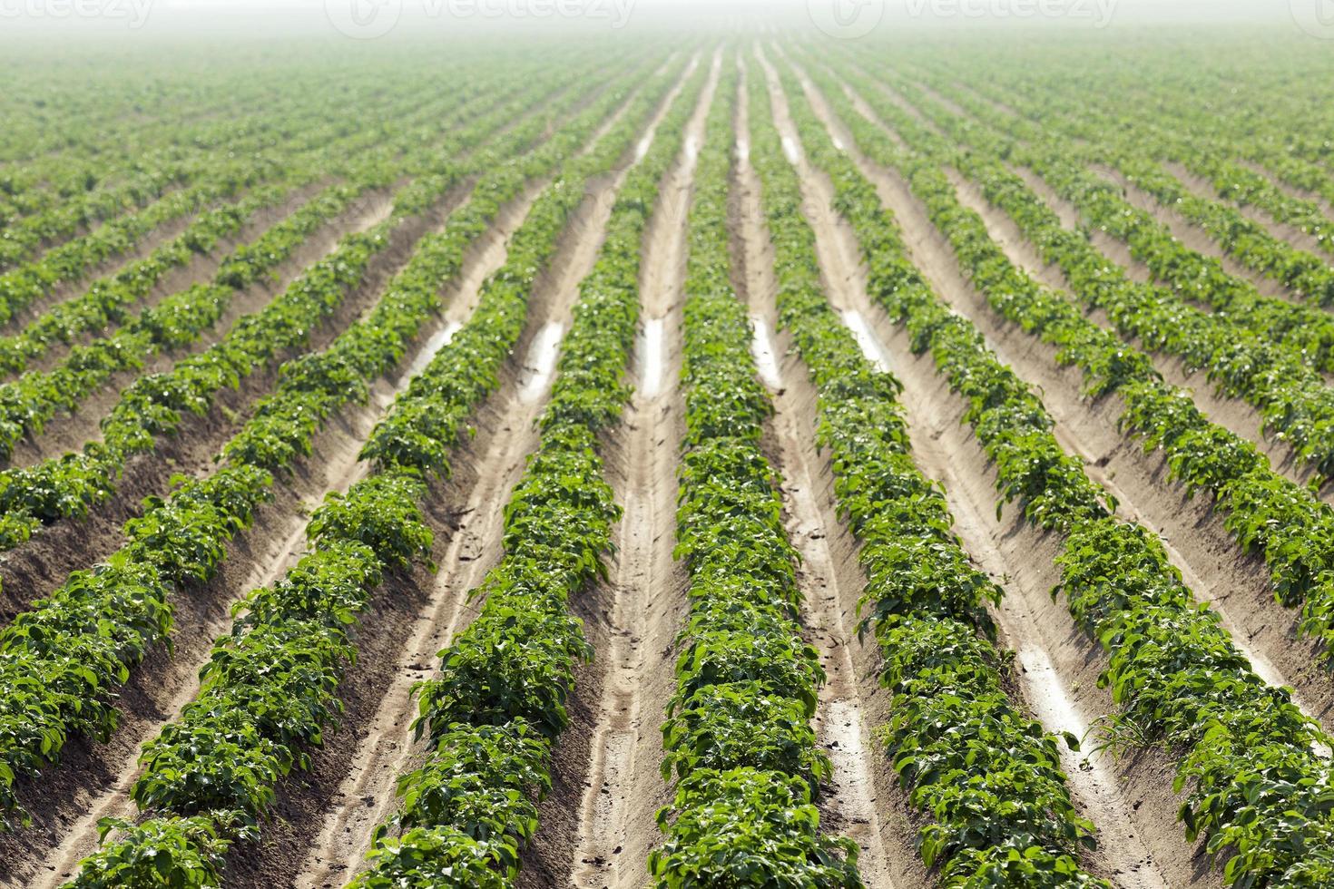 agricultura, campo de patatas foto