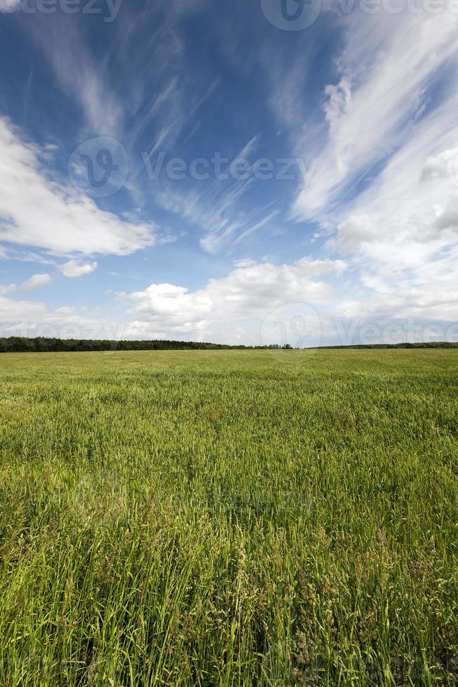 cereales inmaduros, campo foto