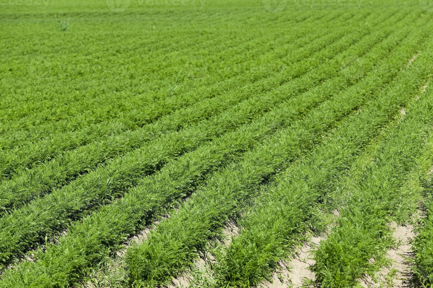 Field with carrot photo
