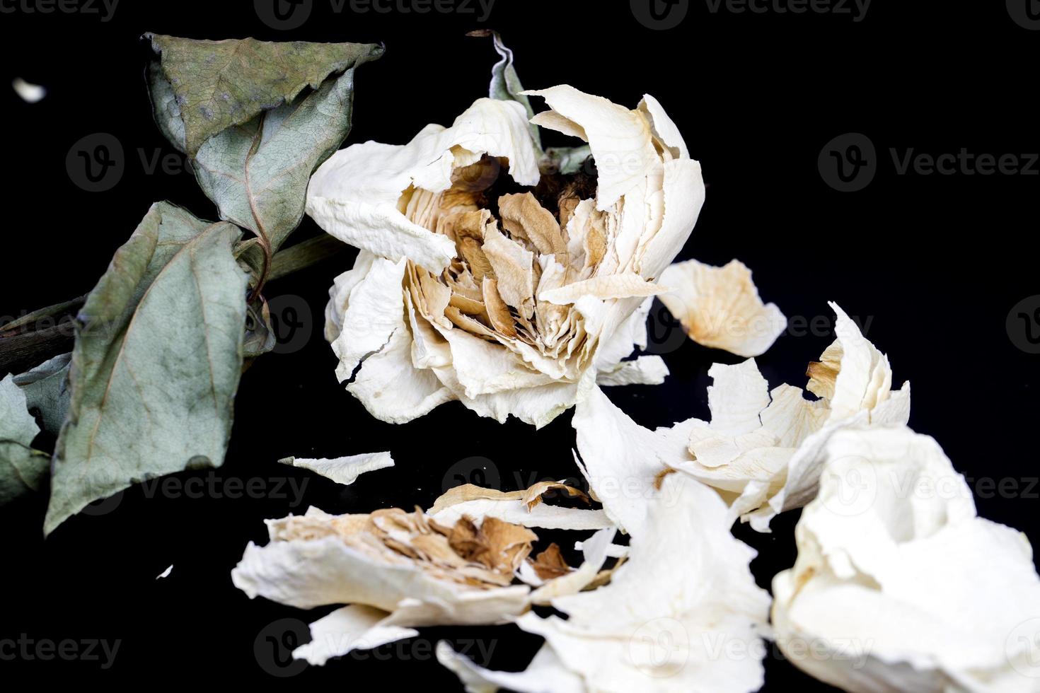 dry white rose photo