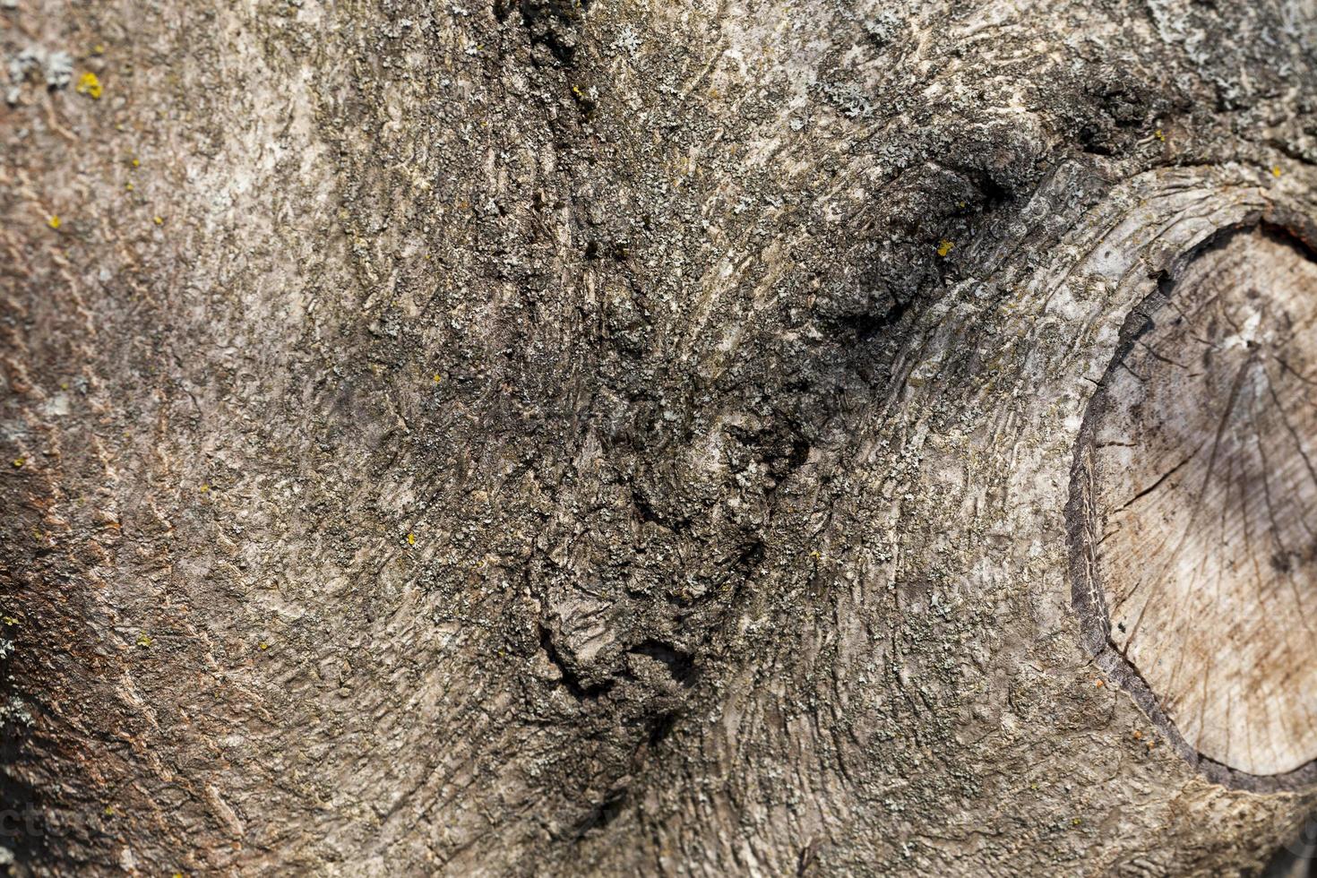 the structure of the tree bark photo