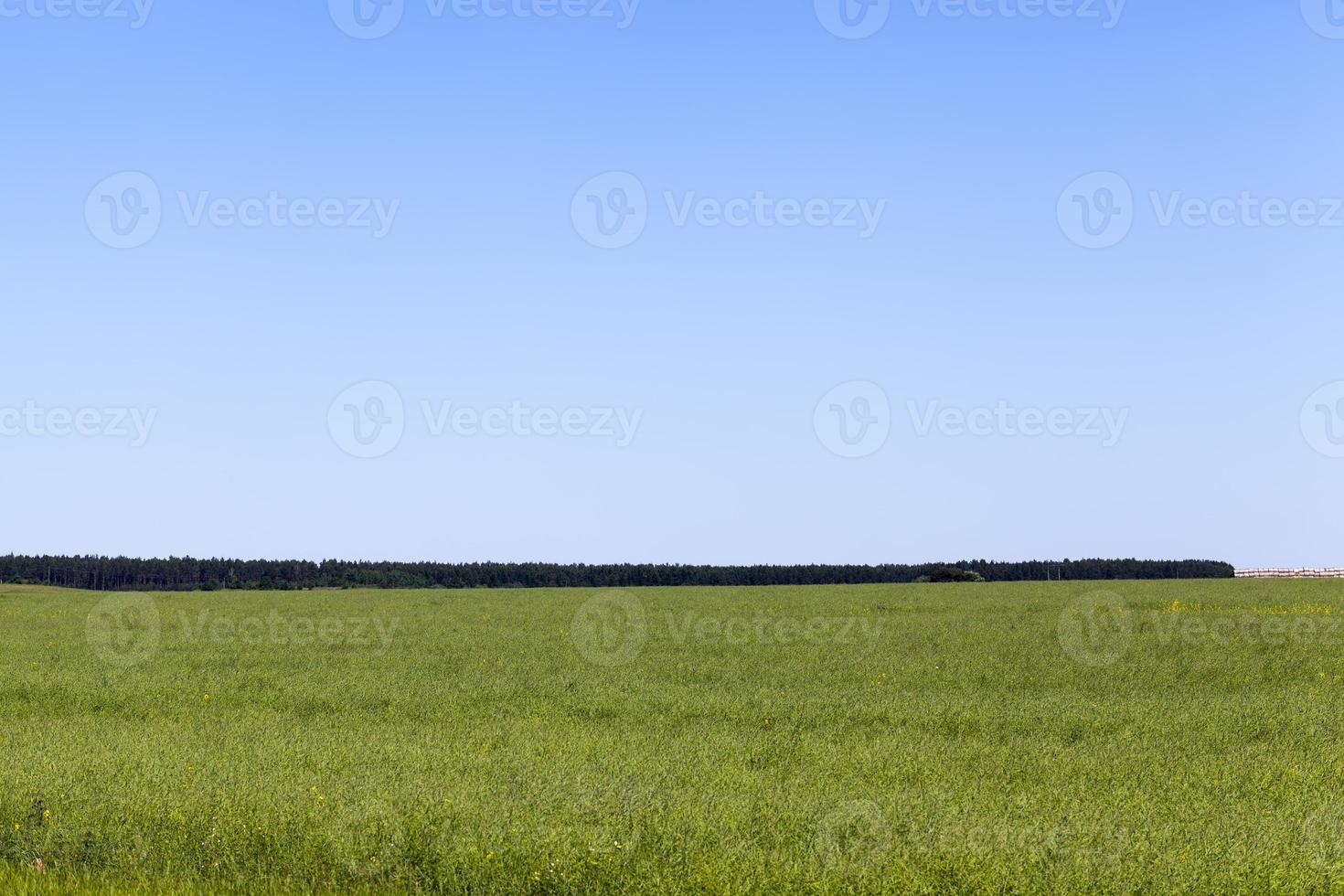 campo de trigo con un cultivo de trigo inmaduro foto