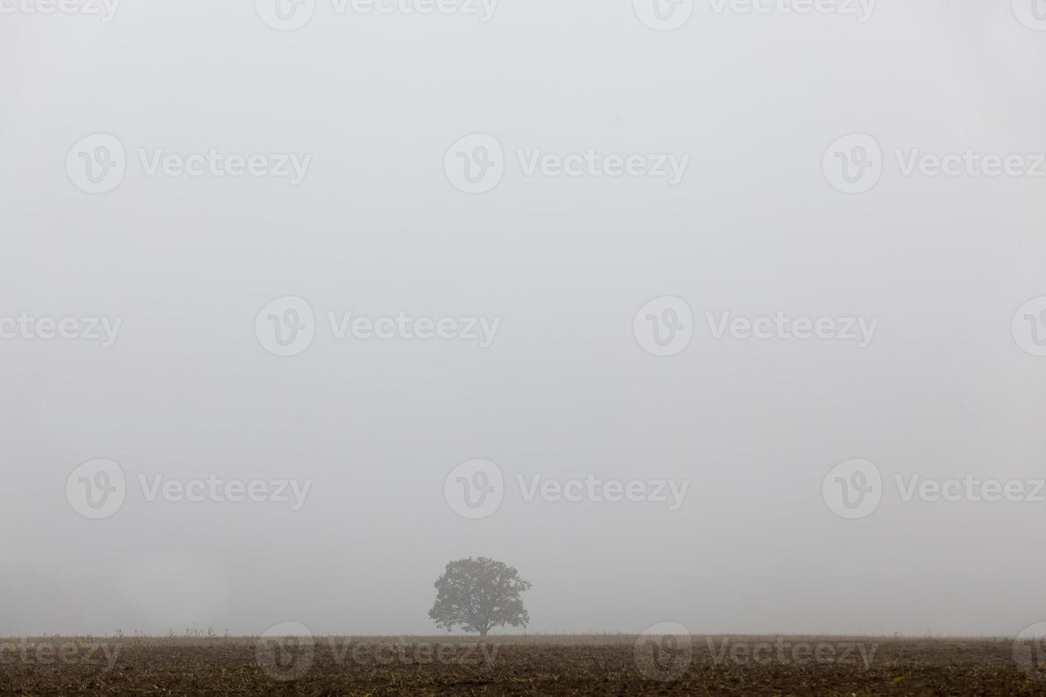 foggy road in autumn in foggy weather photo