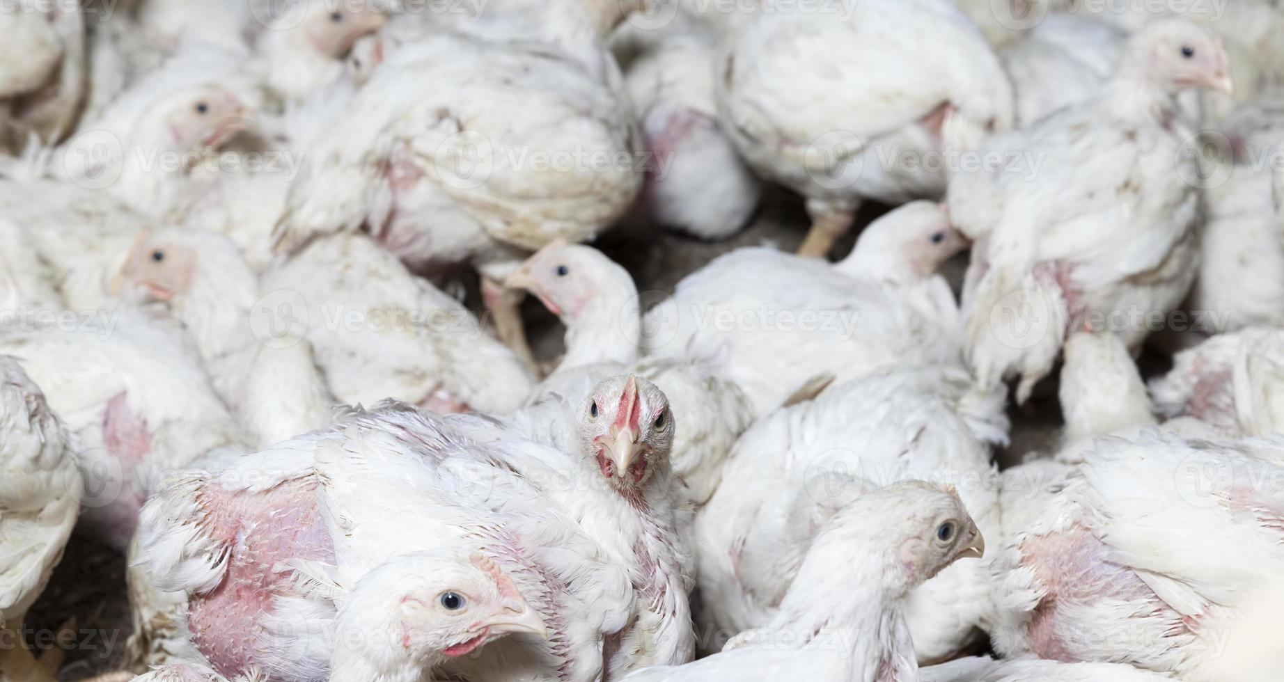 modified white meat chicken 9715713 Stock Photo at Vecteezy