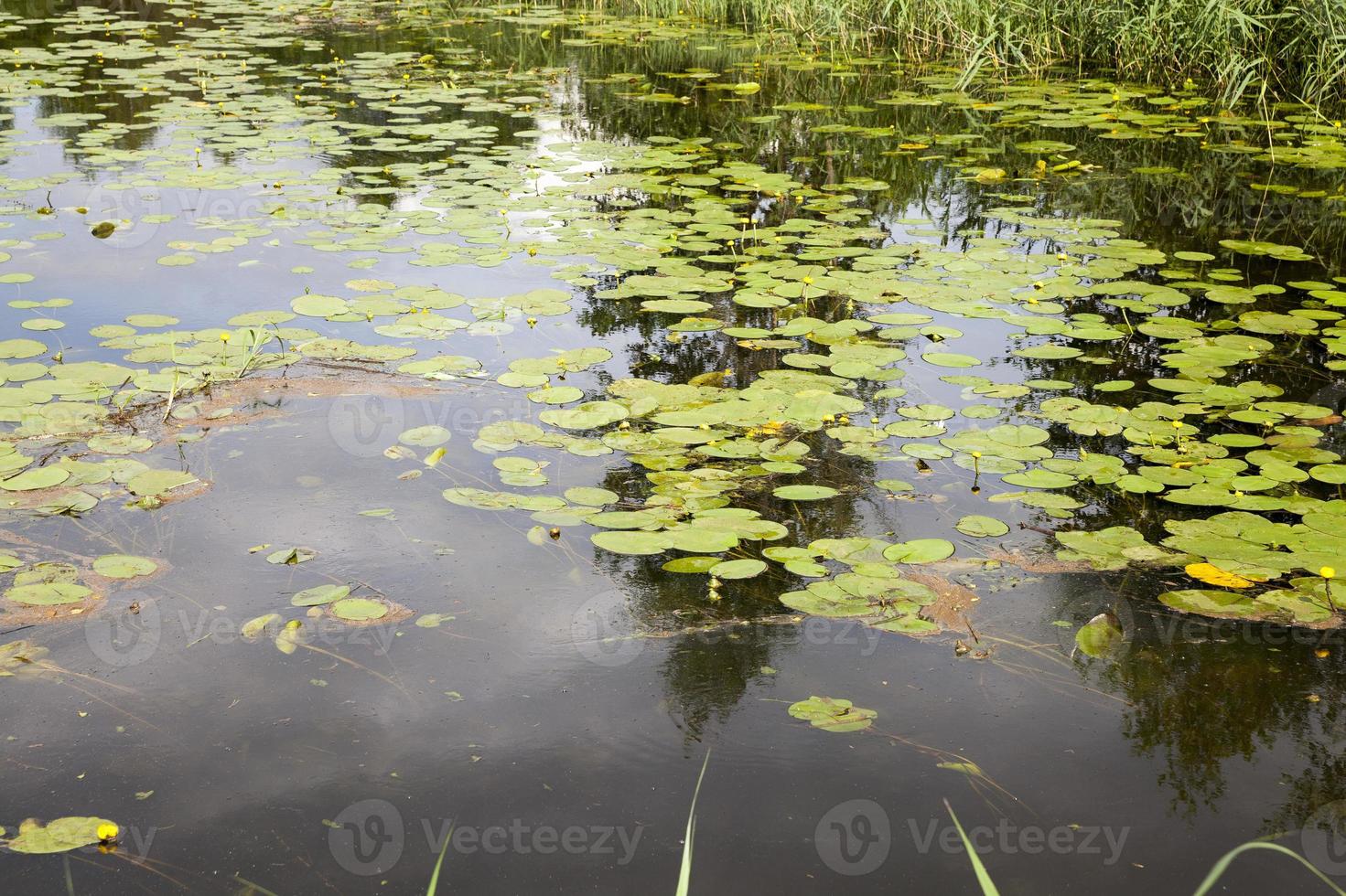 old lake with growing water lilies photo