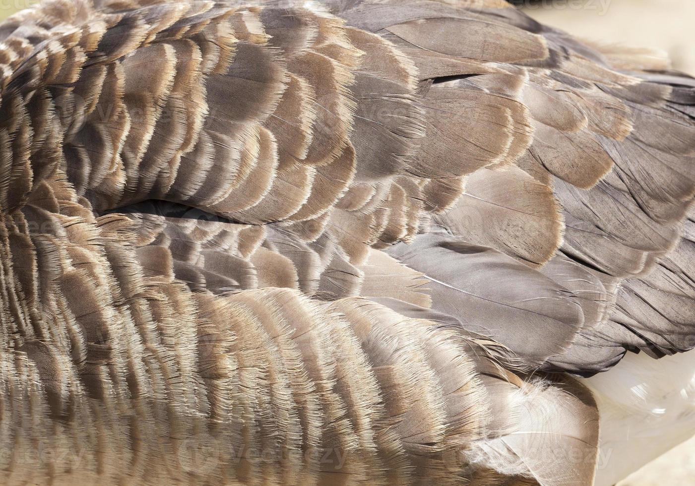 one goose, close up photo