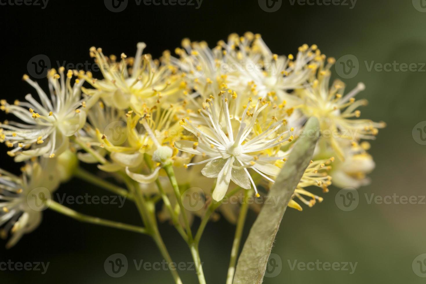 spring blooming linden photo