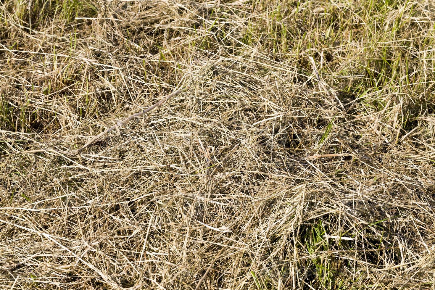 darkened and yellowed grass in nature, close up photo