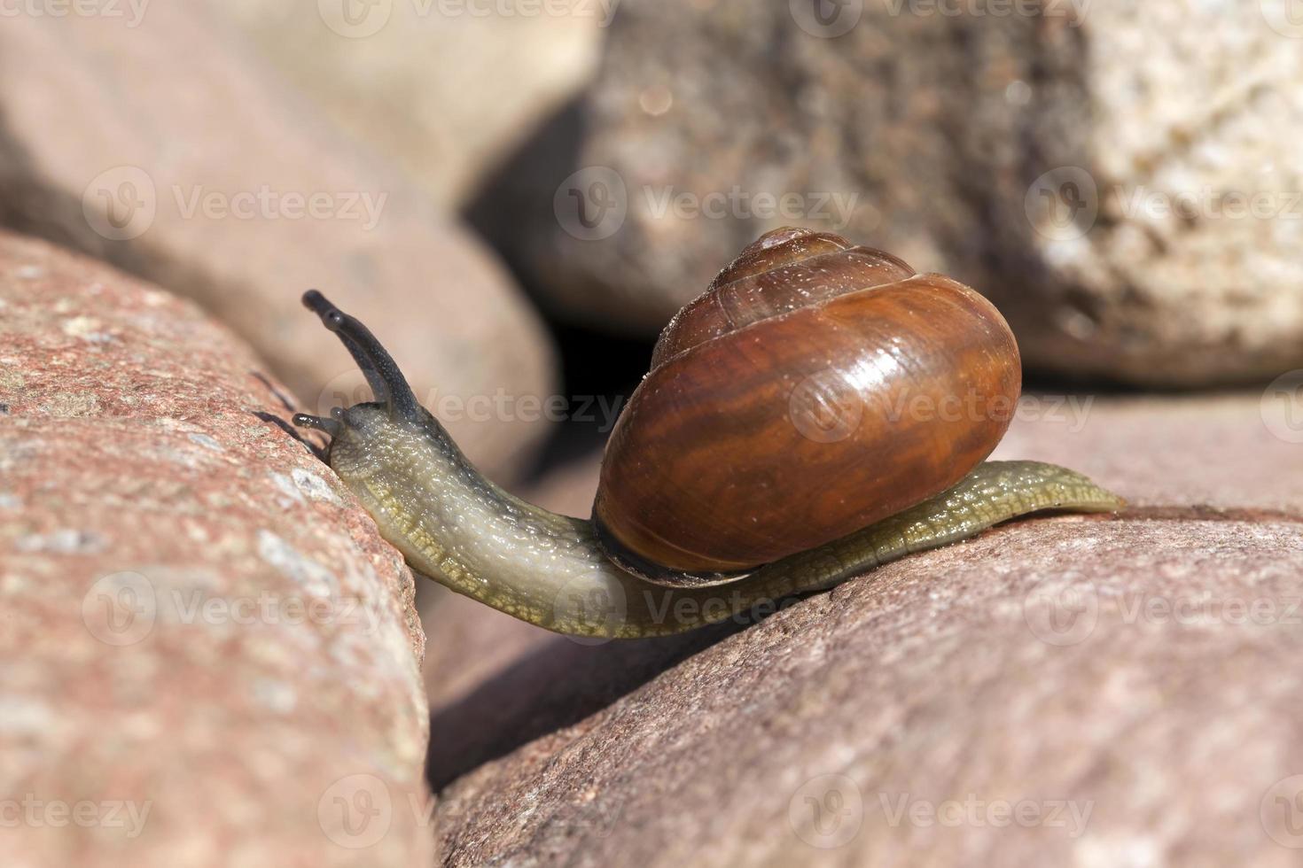grape snail crawling on its territory, common wild snail photo