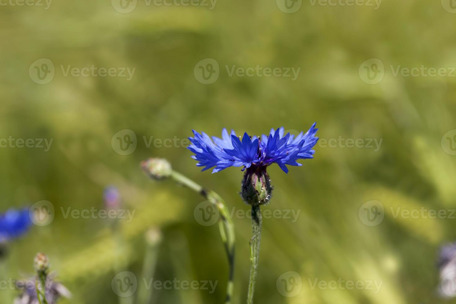 blue cornflowers in the summer photo