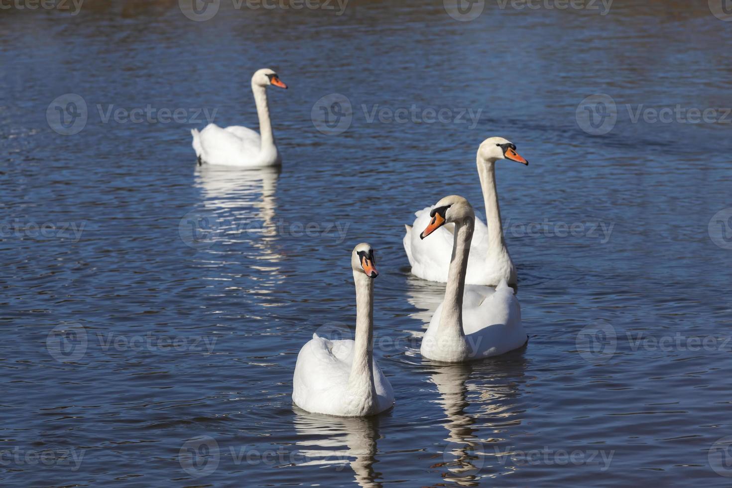 beautiful waterfowl Swan on the lake in the spring photo