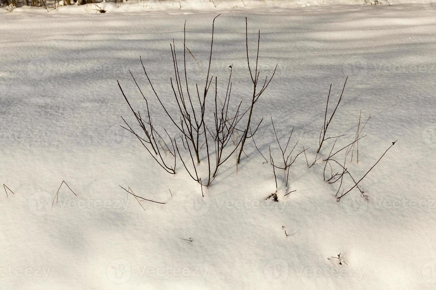 covered soil and grass with a thick layer of snow after a cyclone photo