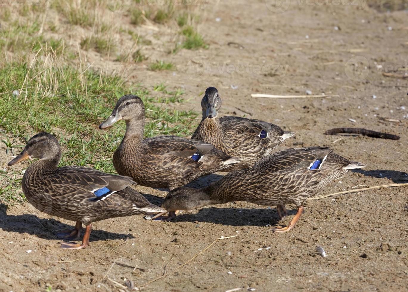 wild ducks in nature photo