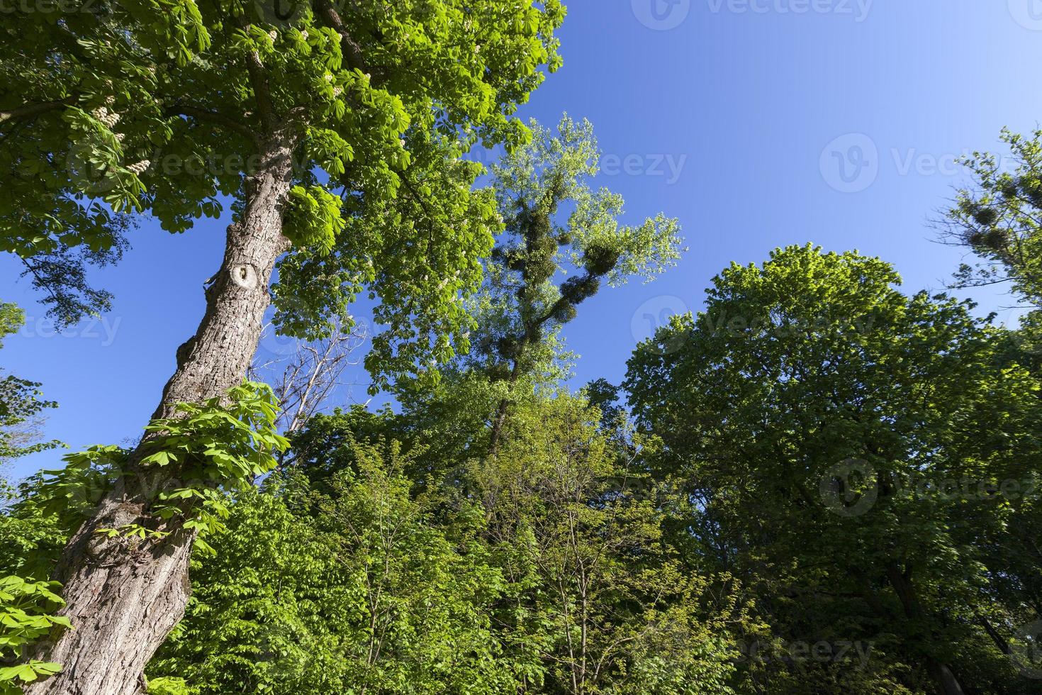 foliage of the trees is illuminated by bright sunlight photo