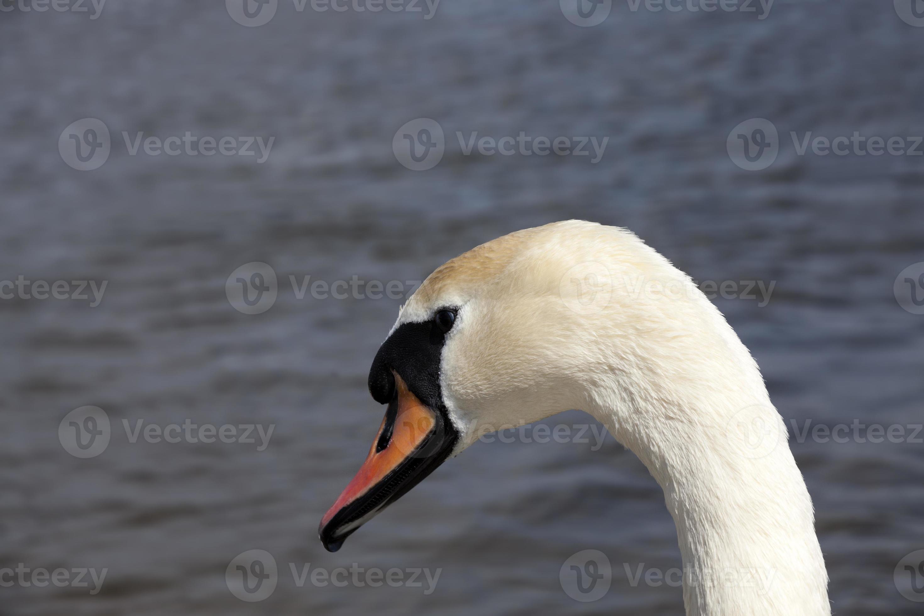 common swans with white plumage, white swans 9716013 Stock Photo at