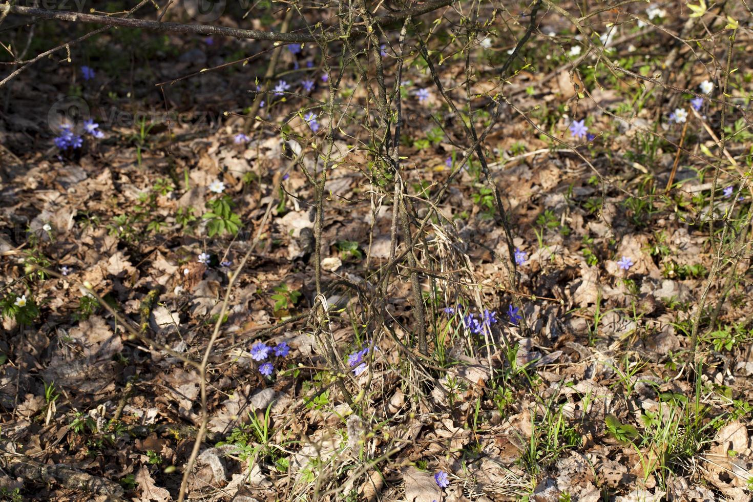 the first blooming in the forest photo