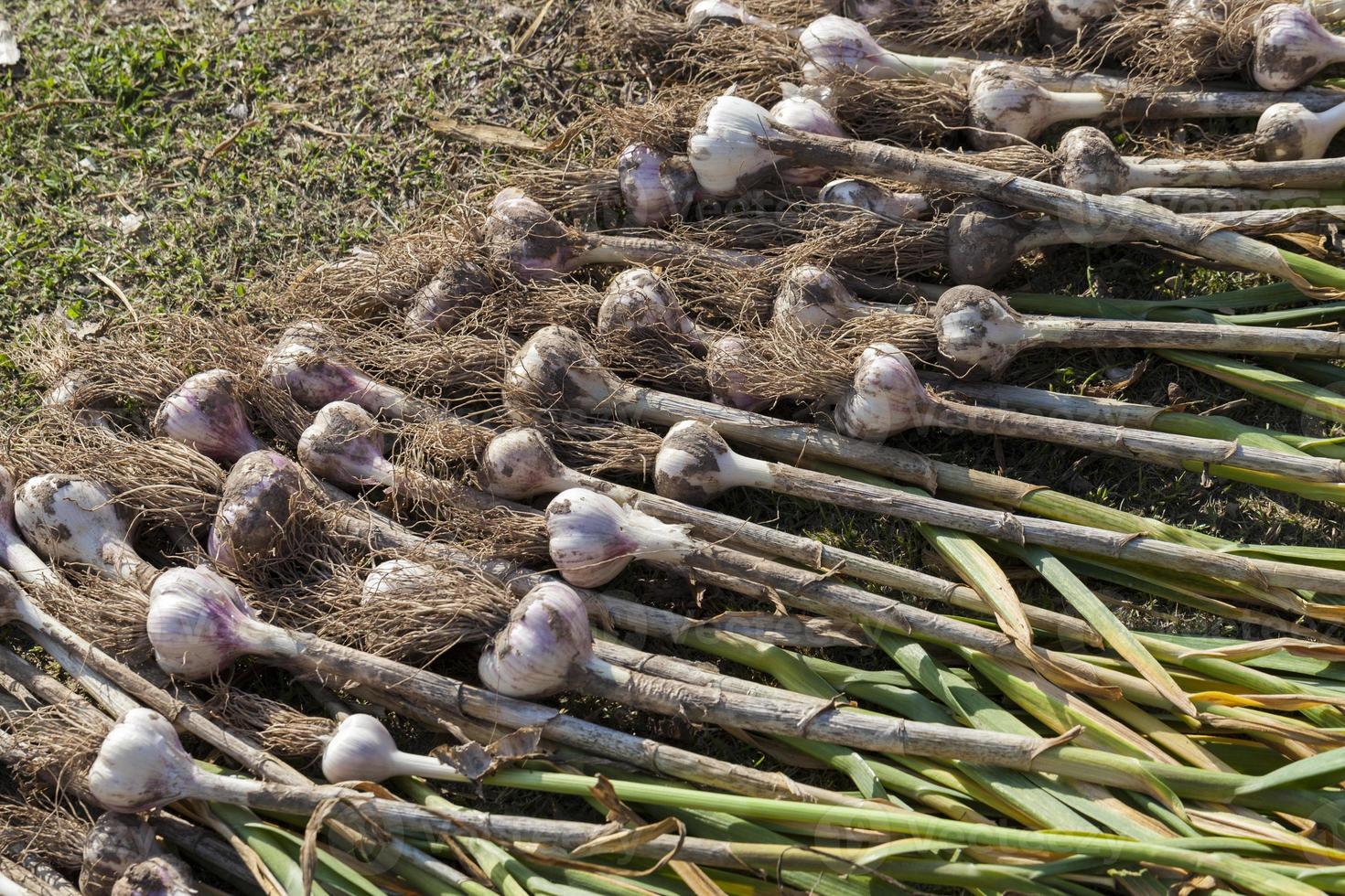 the harvested garlic crop in agriculture photo
