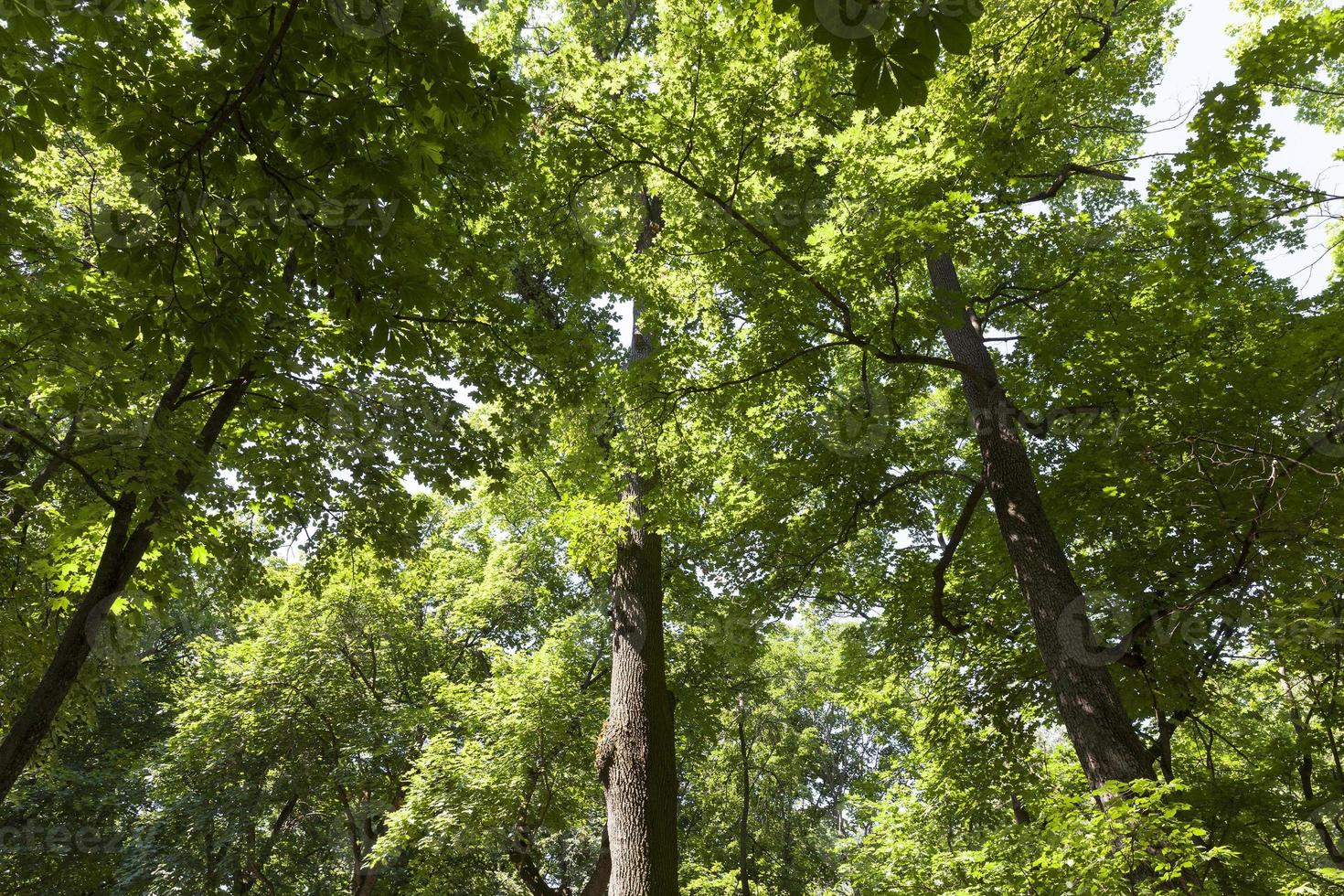 trees covered with green foliage in summer photo