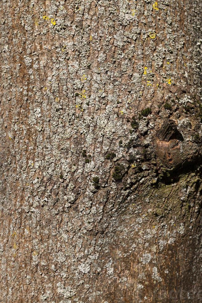 the bark of a tree with the features of its structure photo